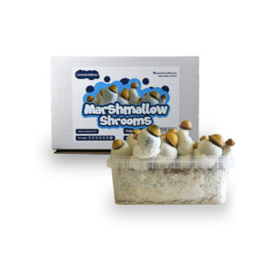 Marshmallow Shrooms Grow Kit