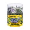 Cannabis Blueberry Haze Lollipops